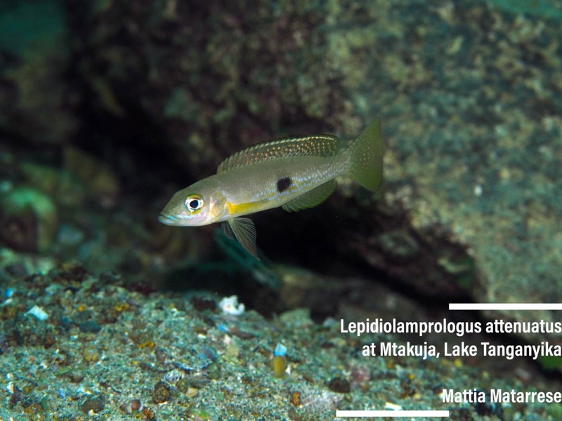 Lepidiolamprologus attenuatus 'Mtakuja'